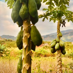 Papaya Trees