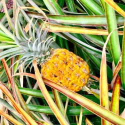Pineapple Growing