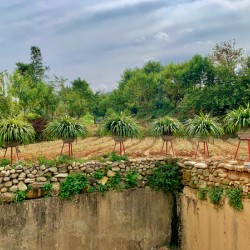 Plant Pots on a Stand
