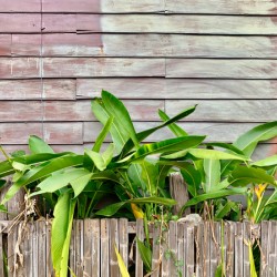 Plants Growing on the Side of the House