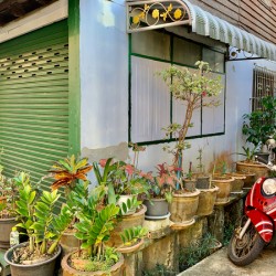 Plants on the Corner