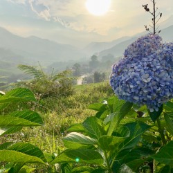 Purple Flowers for Sunset
