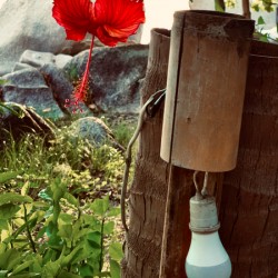 Red Flower & Homemade Lamp in Thailand