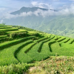 Rice Fields Going Down