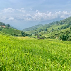 Rice Fields in Sapa 2