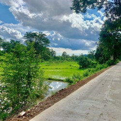 Riding by the Rice Fields