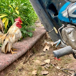 Rooster Bike