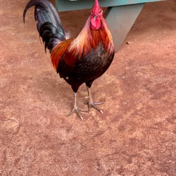 Rooster by the Table