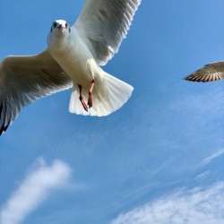 Seagull Look