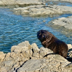 Seal Looking Back at You