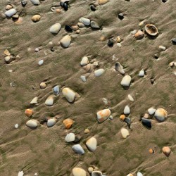 Seashells in the Sand