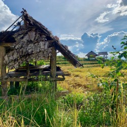 Shacks in the Rice Fields