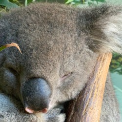 Sleep Well Koala