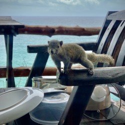 Squirrel Peaking in the House