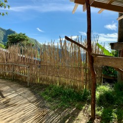 Sun Through the Bamboo Fence