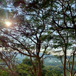 Sun Through the Tree