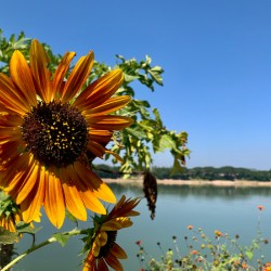 Sunflower View