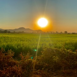 Sunset Over the Field