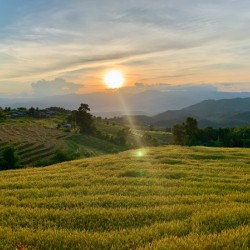 Sunset over the Rice Fields