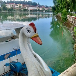 Swan Boat on the Lake
