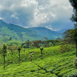 Tea Plantation Wonders