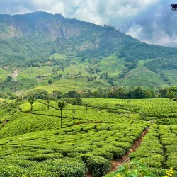 Tea Plantations 2