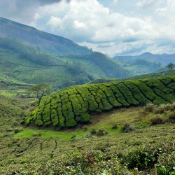 Tea Plantations 4