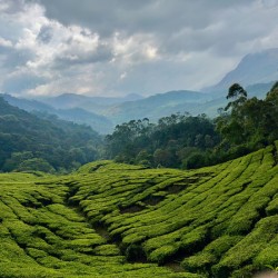Tea Plantations 5