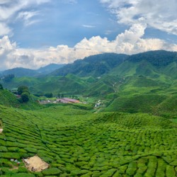 Tea Plantations 8