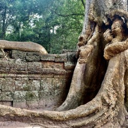 Temple Tree