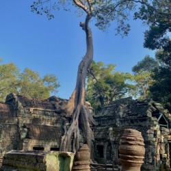 Temple Tree 2