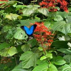 The Blue Butterfly