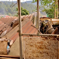 The Cat Living in the Ambulance