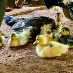 The Duck Family
