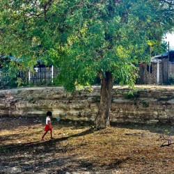 The Little Girl and the Tree
