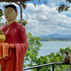 The Monkey and the Monk