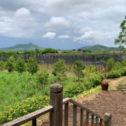 The Pepper Plantations