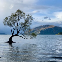 The Wanaka Tree New Zealand 2