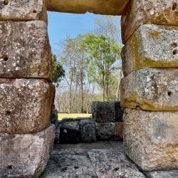 There is a Tree Outside