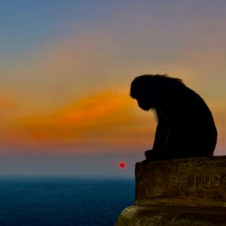 Thinking Monkey at Sunset