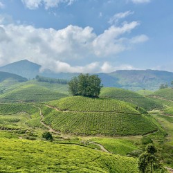 Tree Through the Tea 2