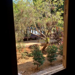 Tree by the Window 2