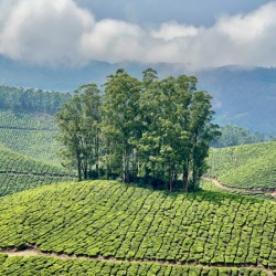 Trees Through the Tea