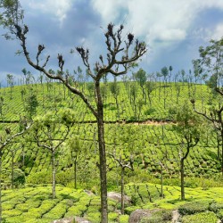 Trees in the Tea Plantations