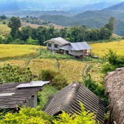 Village in the Rice Fields 2
