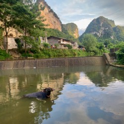 Water Buffalo Bathing