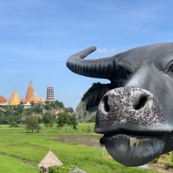 Water Buffalo Head in front of Temple