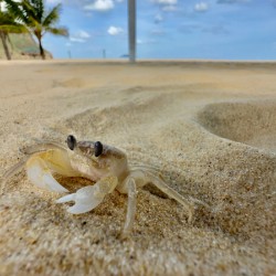 White Crab on the Beach