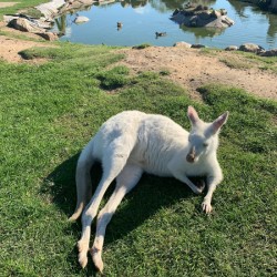 White Kangaroo Chilling