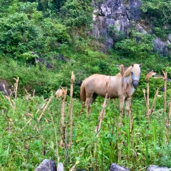 Wild Horse in the Field